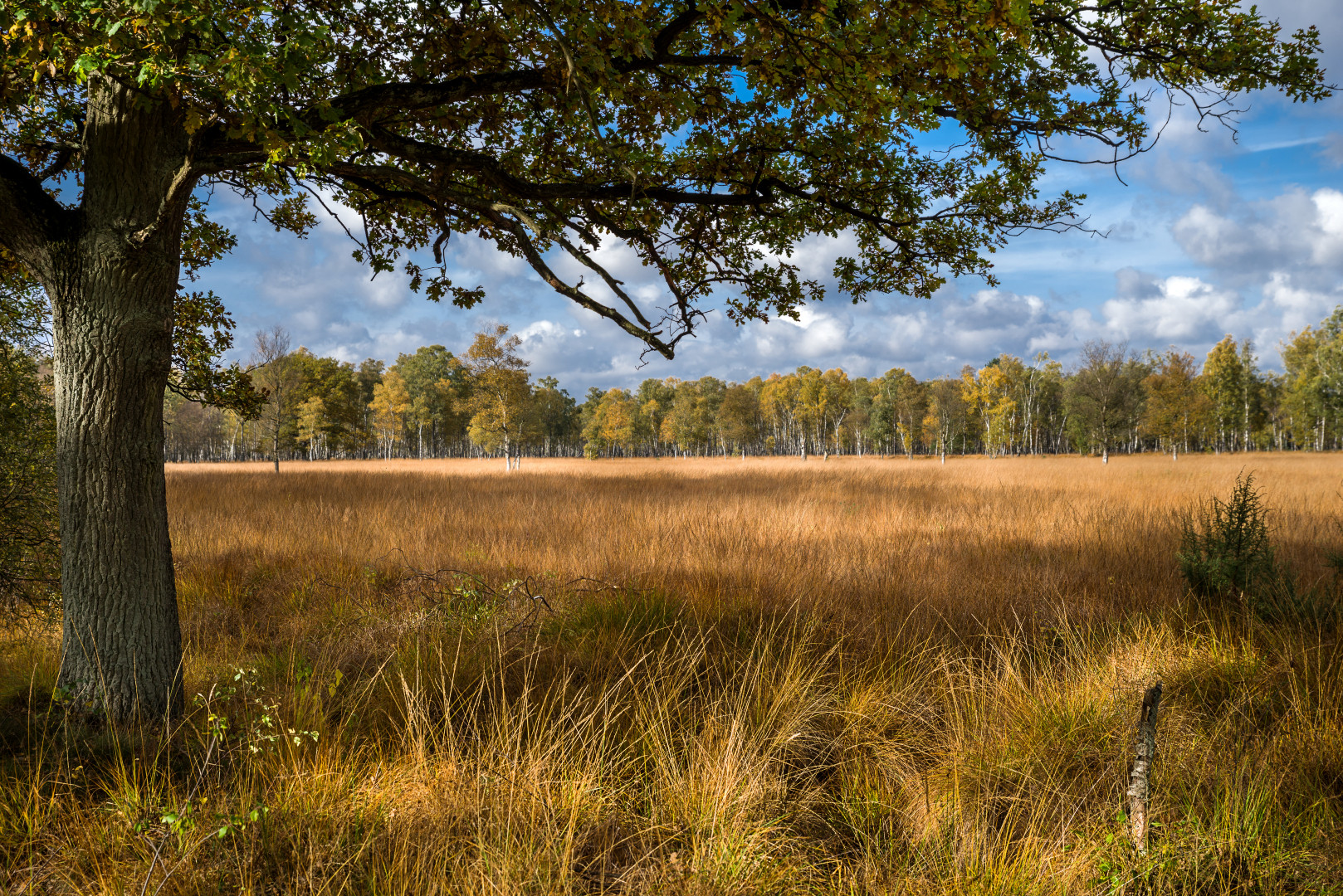 Offene Moorflächen