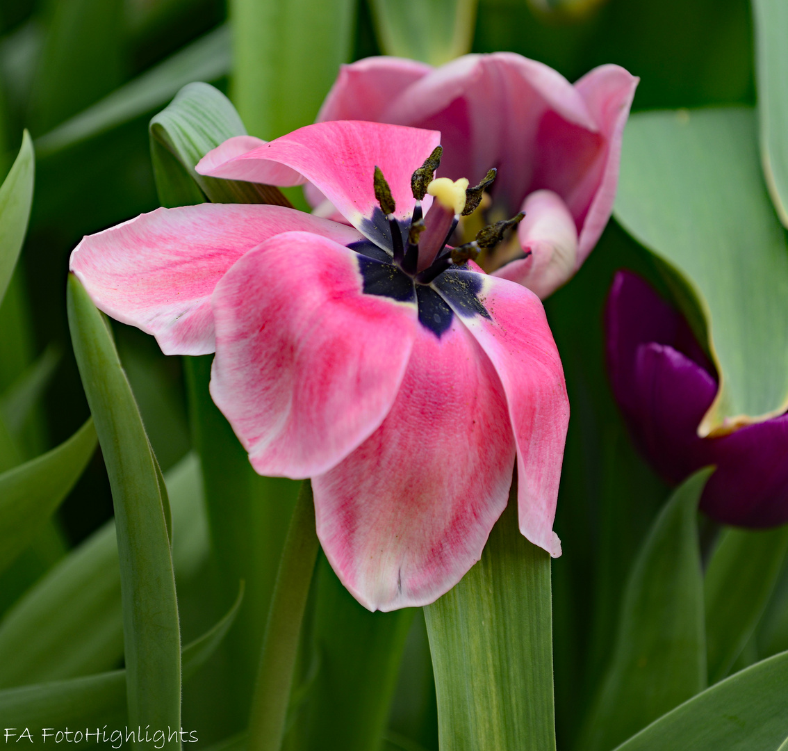 offene Tulpe