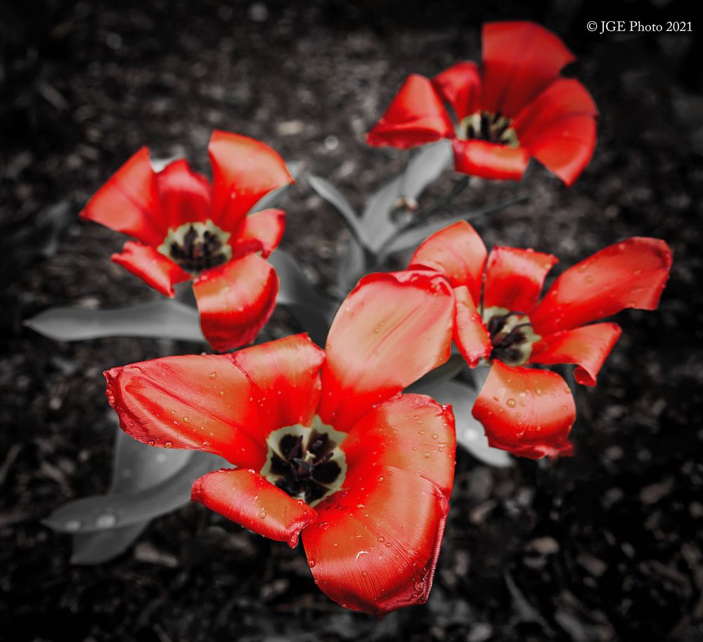 Offene Tulpen im Garten