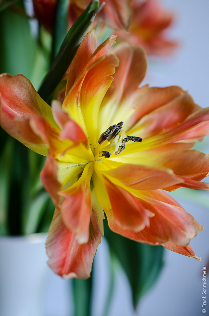 offene Tulpenblüte