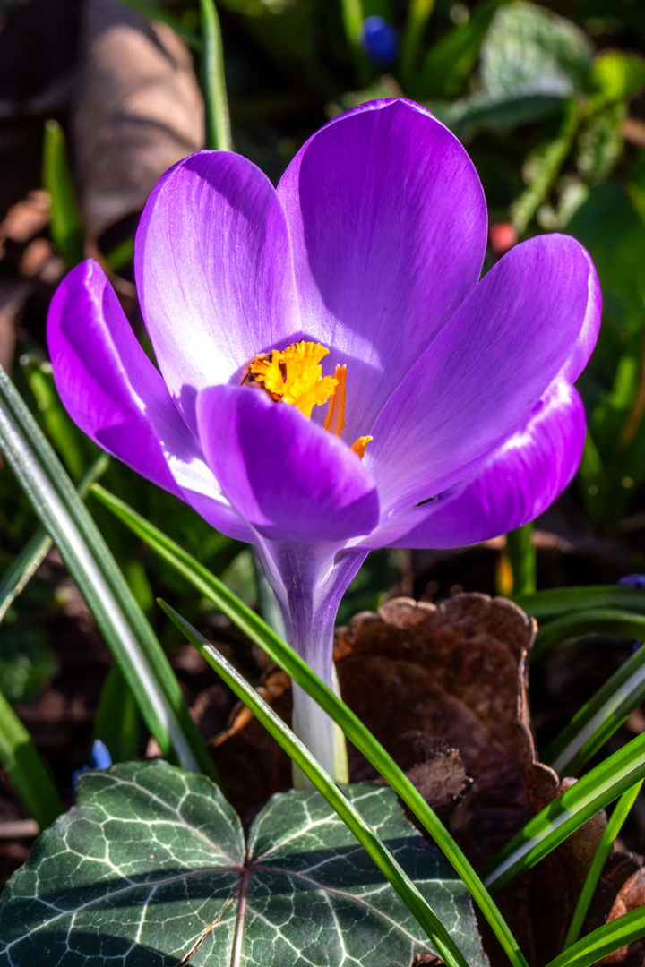 Offener Krokus