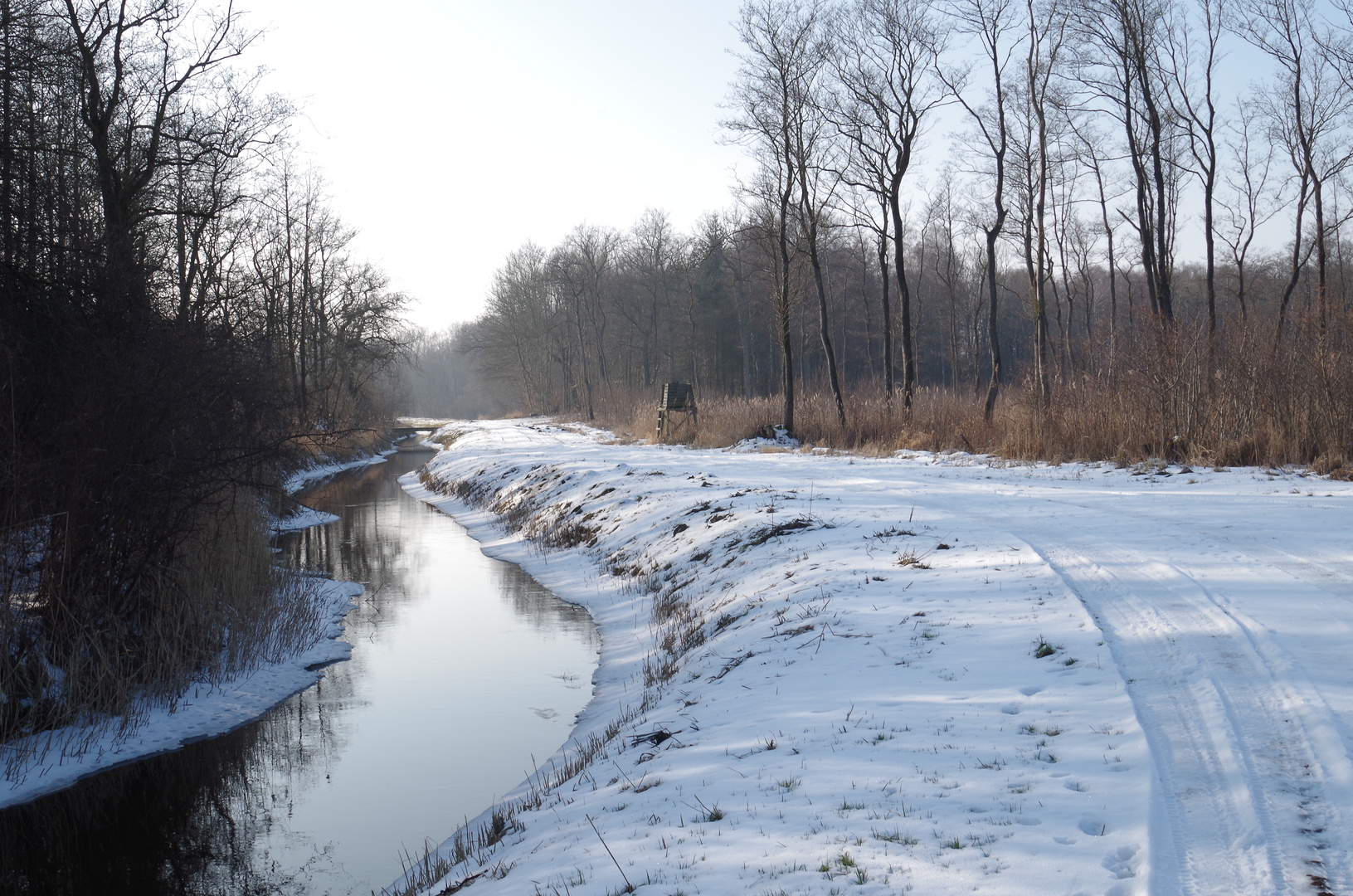 Offener Winterwald in Vorpommern