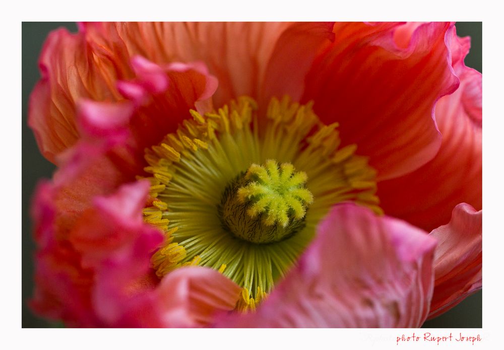 Offenherziger Mohn