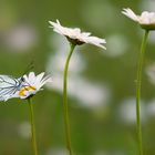 Offensichtlich ncht "karrieregeil"