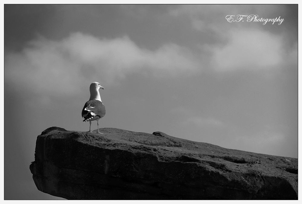 Offizier der Küstenwache - Bird on Watch