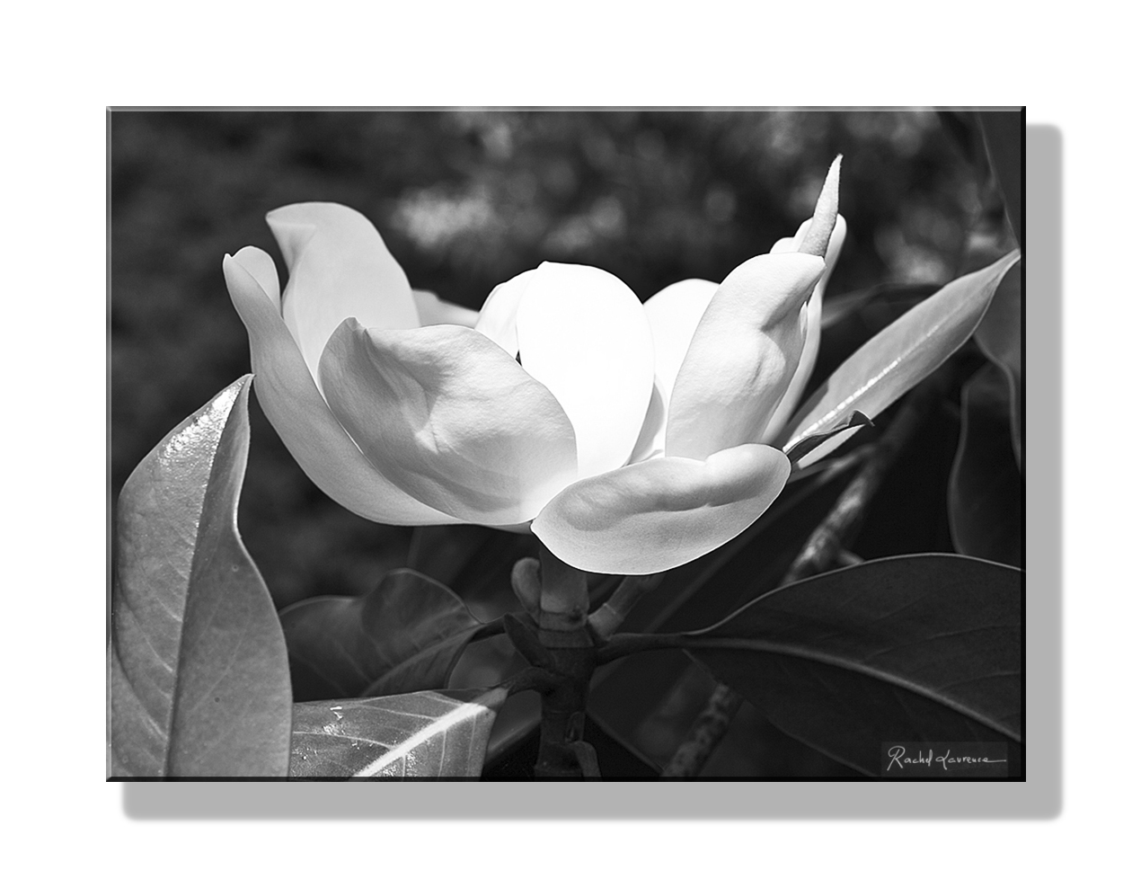 Offrir une fleur sans la nécessité de la couper