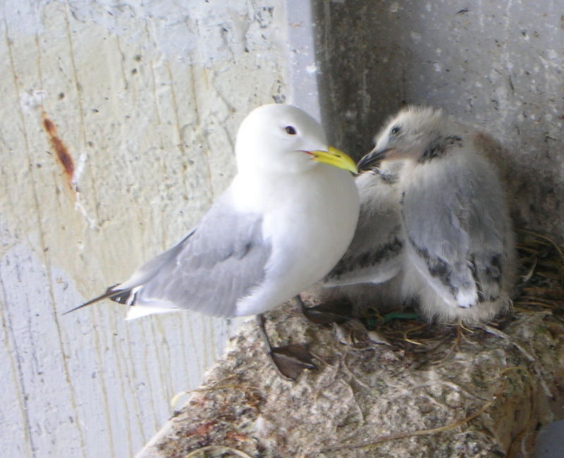 Offshore nest