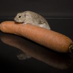 -= Oft ist das Auge größer als der Magen =-