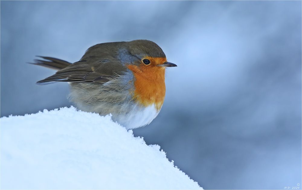 Oft saß das Rotkehlchen auf einen schneebedeckten Maulwurfhügel.