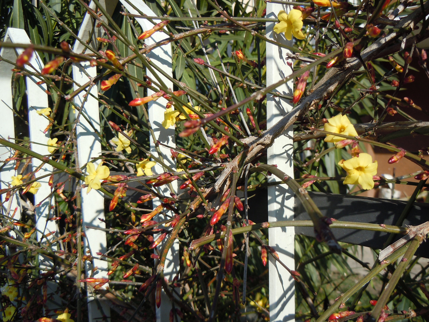 Oggi, 10 febbraio 2012, nel mio giardino.