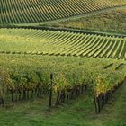 oggi autunno in Toscana