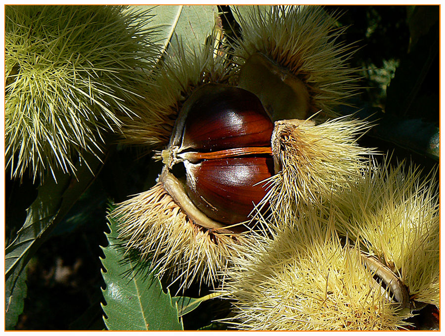 Oggi sono nate due castagne....