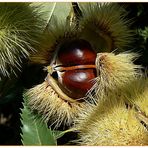 Oggi sono nate due castagne....