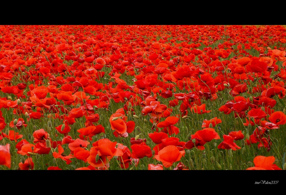 oggi vedo soltanto rosso