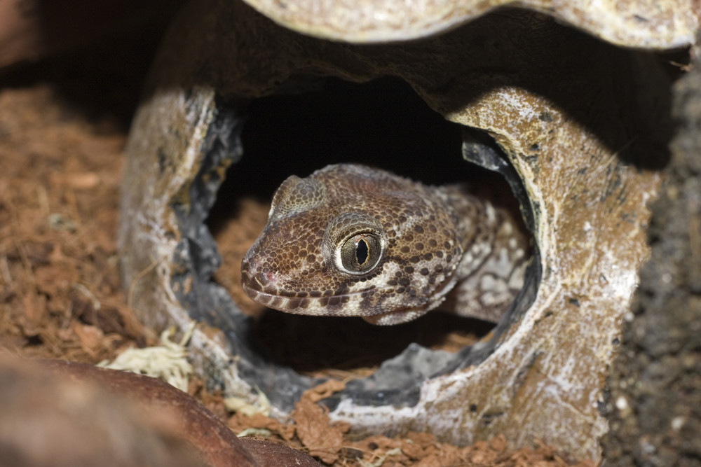 "Oggle" Ground Panther Gecko