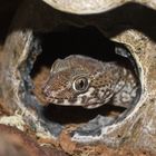 "Oggle" Ground Panther Gecko