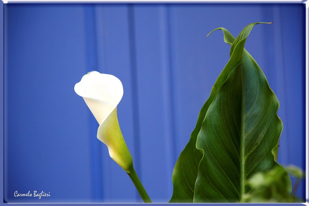 Ogni fiore e segno d'Amore !