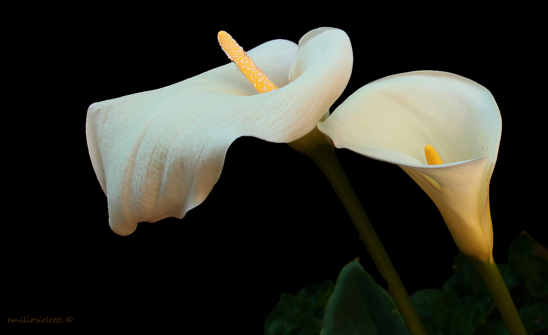 Ogni tanto fotografo i fiori....nel mio giardino