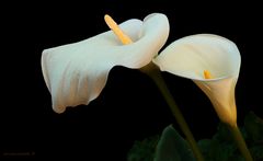 Ogni tanto fotografo i fiori....nel mio giardino