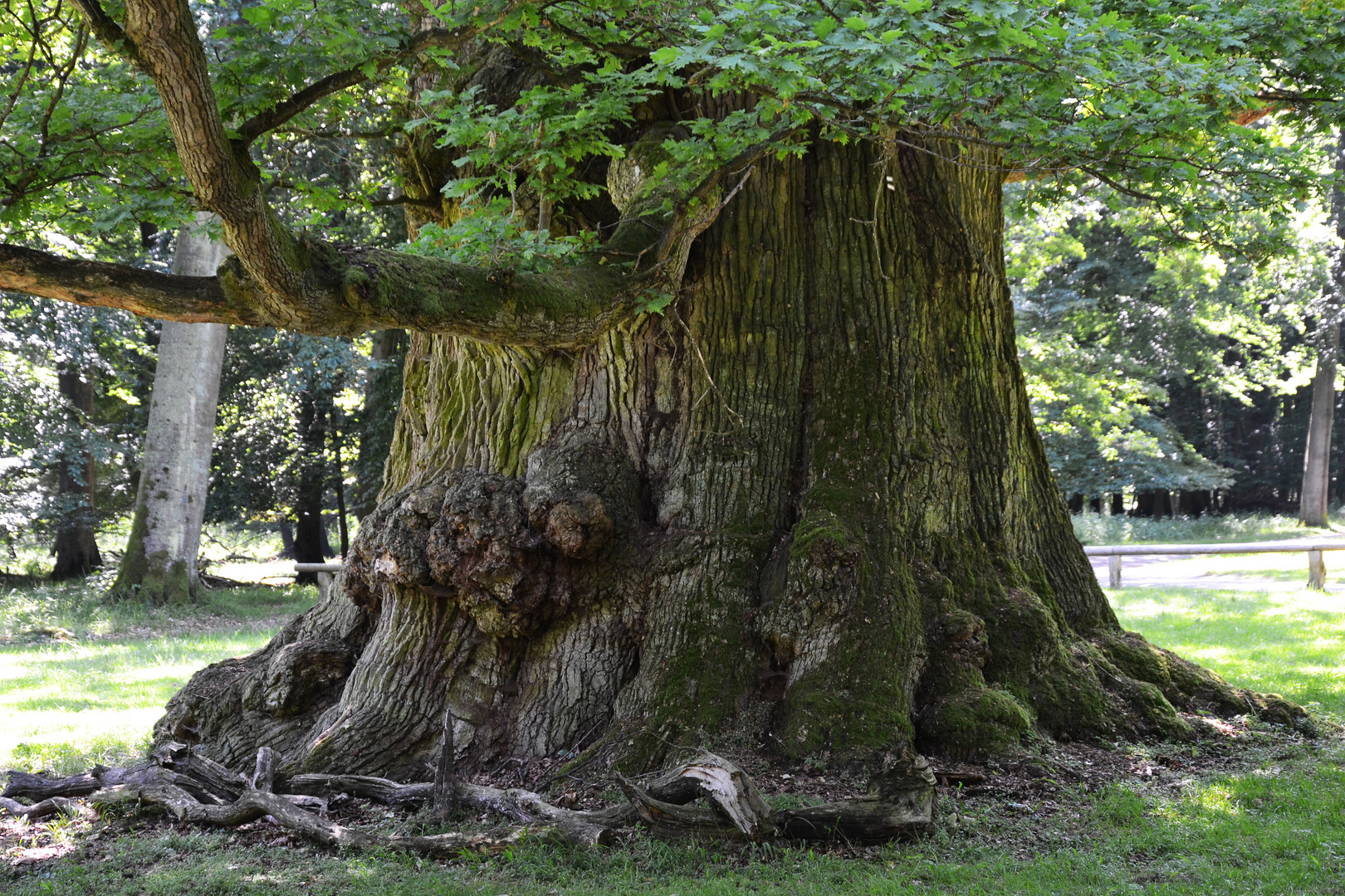 Oh, alter Baum, könnte ich wie du doch schauen ohne Sorge auf die Welt.