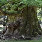 Oh, alter Baum, könnte ich wie du doch schauen ohne Sorge auf die Welt.