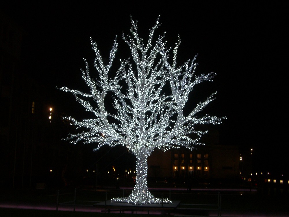 Oh Baum Oh Baum Oh Schoner Weihnachtsbaum Foto Bild Gratulation Und Feiertage Weihnachten Christmas Natur Bilder Auf Fotocommunity
