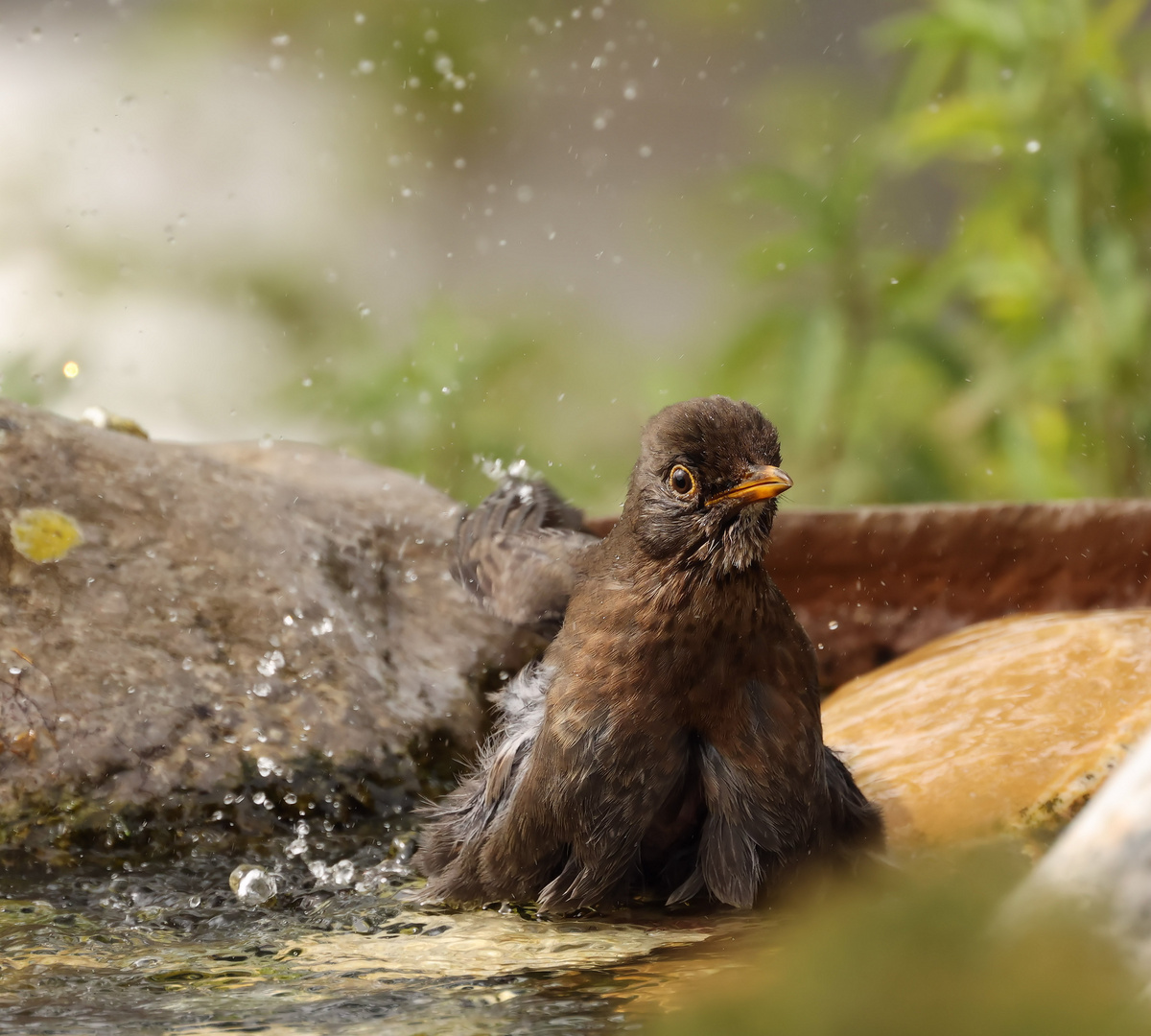 °°°°°    Oh ------ brrrr - was ist das Wasser kalt  °°°°°