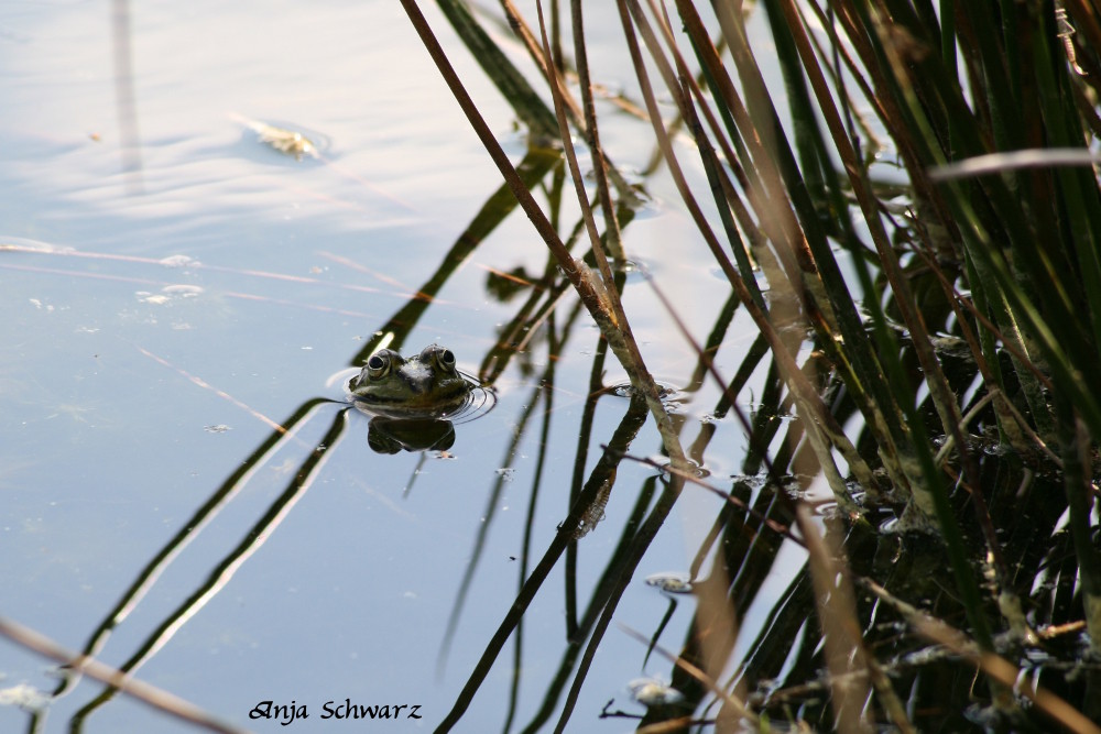 Oh da ein Frosch