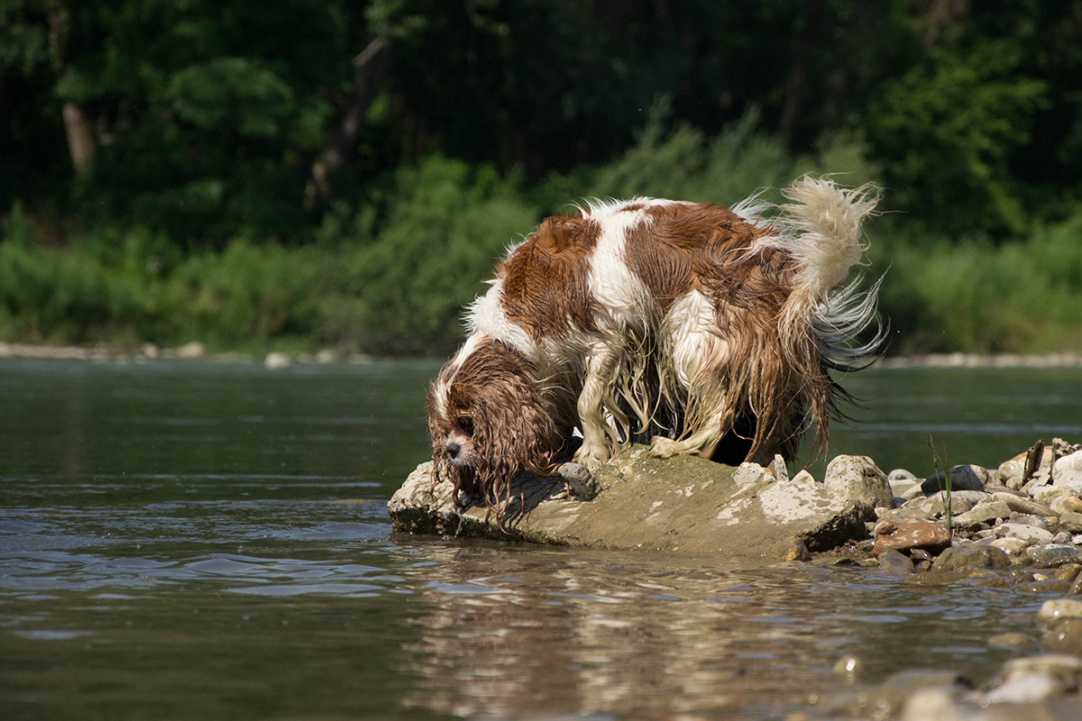 Oh, da ist doch ein Hund im Wasser und