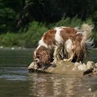 Oh, da ist doch ein Hund im Wasser und