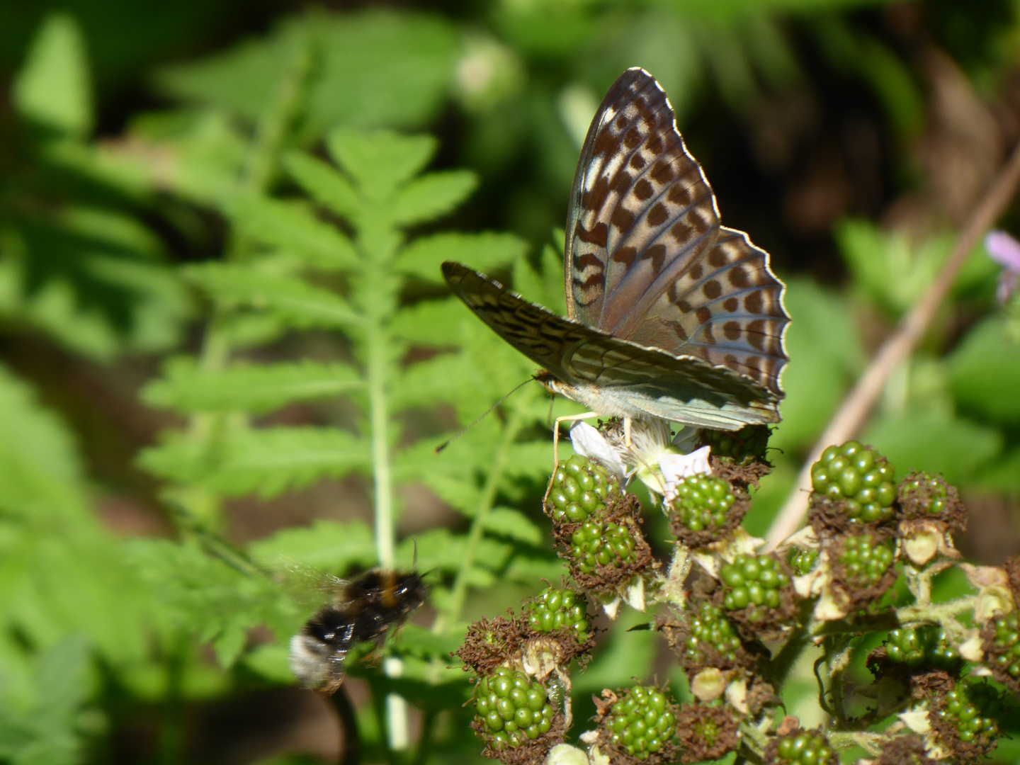 Oh, da kommt ´ne Hummel....