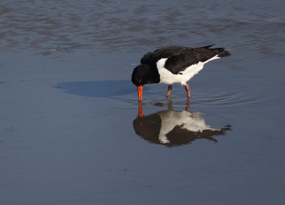 .*.*.*.*   Oh, das bin ja ich ....... .*.*.*.*