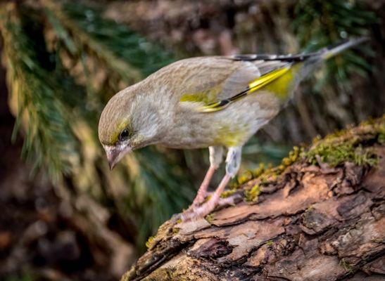 "Oh, das ist mir aber zu tief"