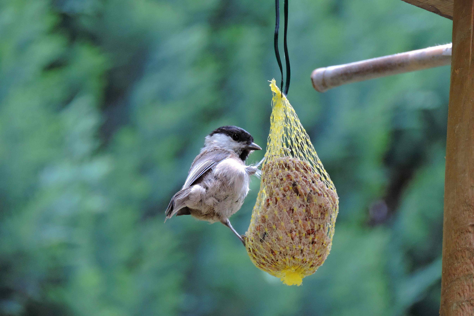 Oh-das schmeckt !