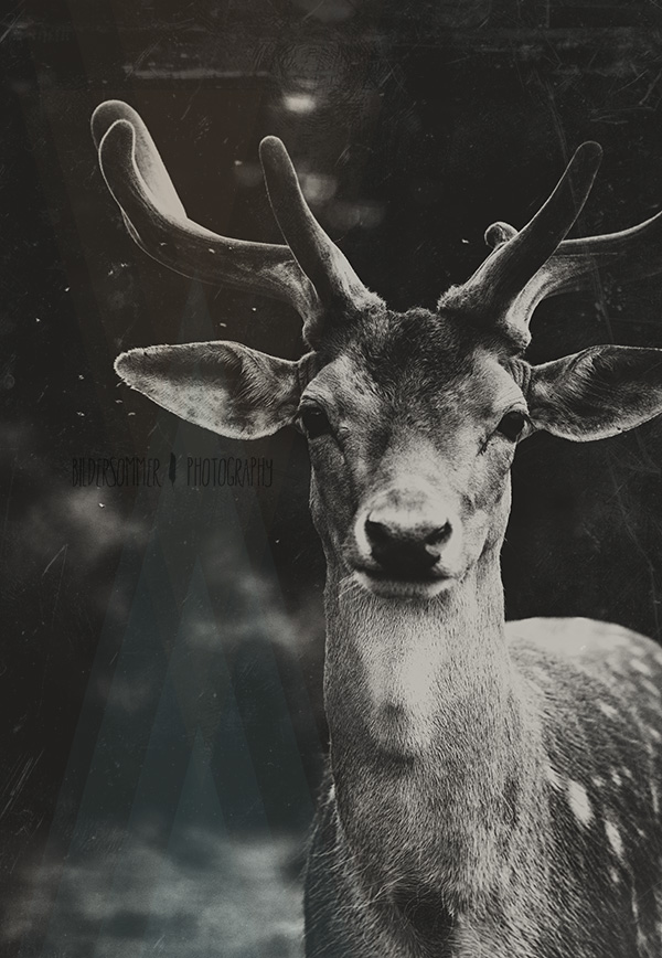 Oh Deer II | 2013