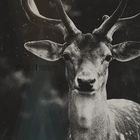 Oh Deer II | 2013