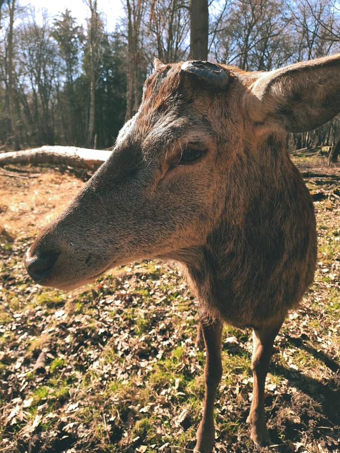 Oh deer - no antlers!