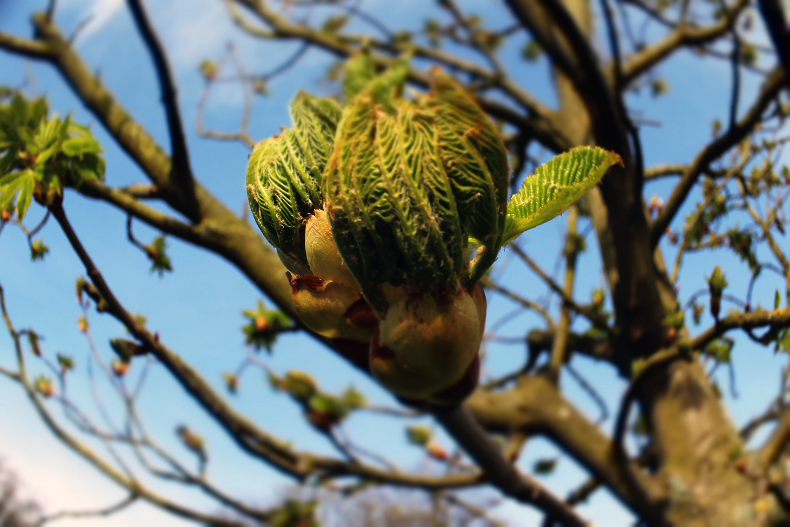 Oh, der Frühling naht...