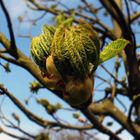 Oh, der Frühling naht...