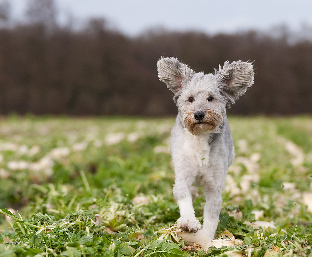 Oh, der Wind frischt auf.....