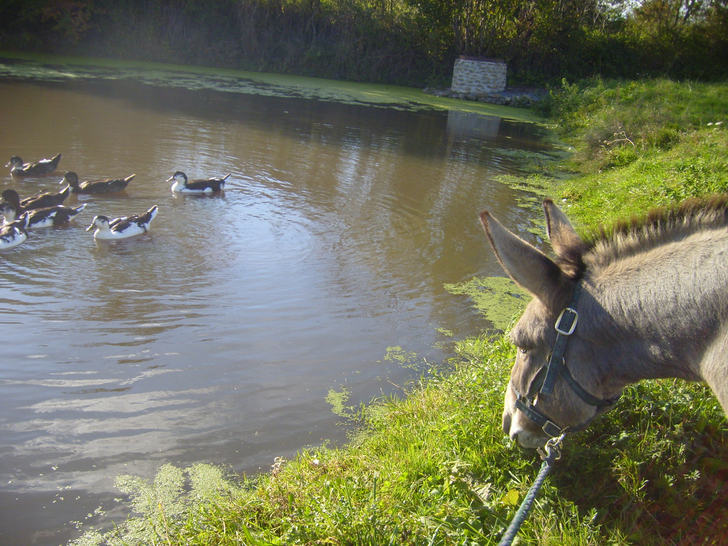 Oh des canards