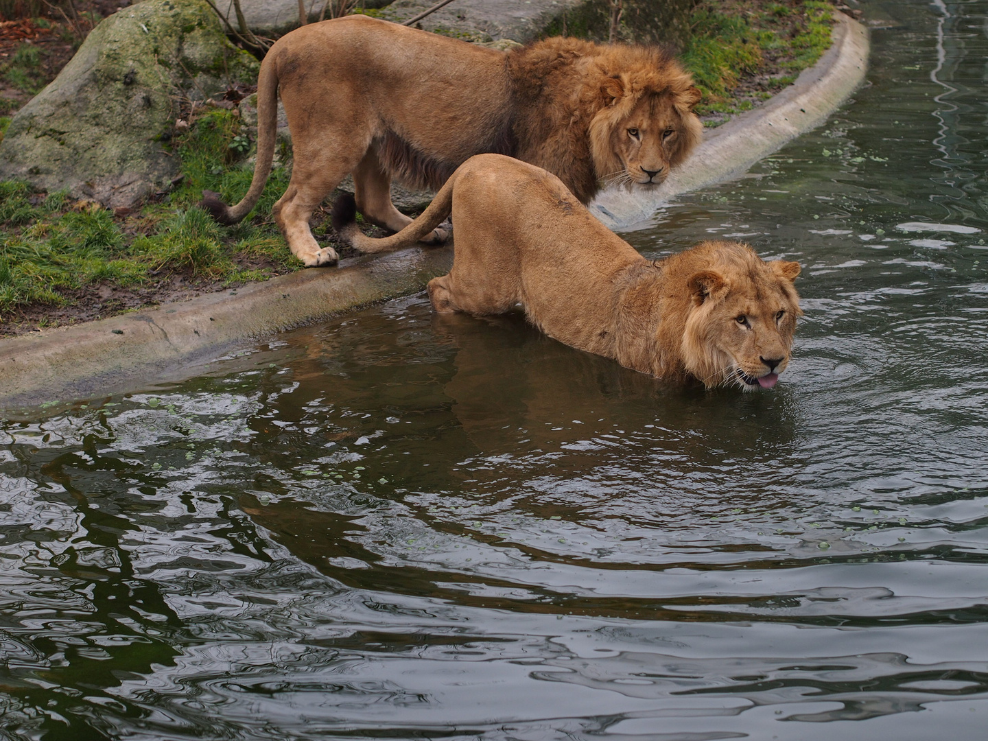 Oh, die sind ja gar nicht wasserscheu!