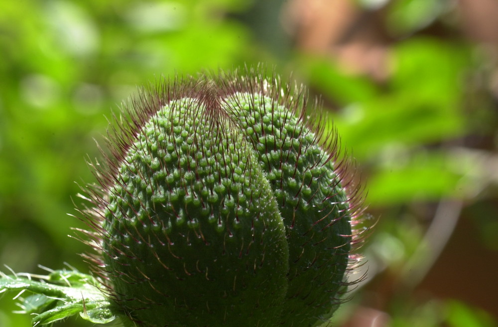 oh, dieser Mohn