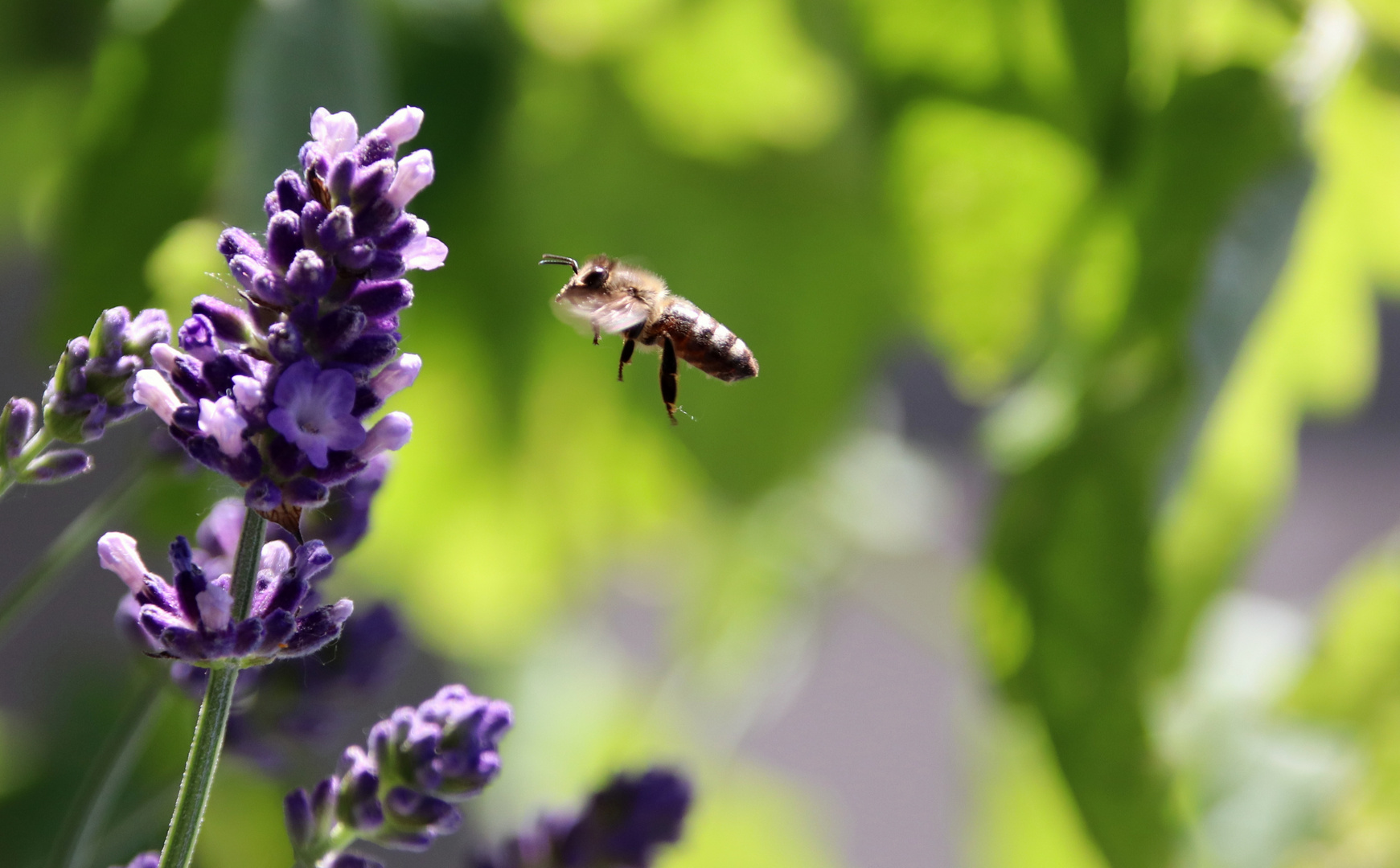 Oh du duftender Lavendel