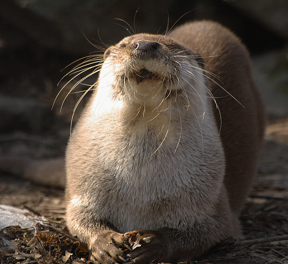 Oh Du großer Ottergott...