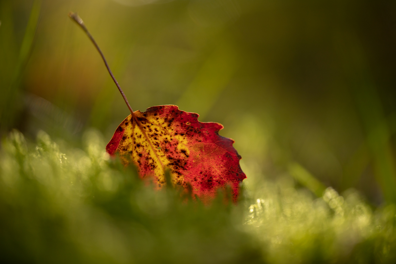 Oh du herrliche Herbstzeit!