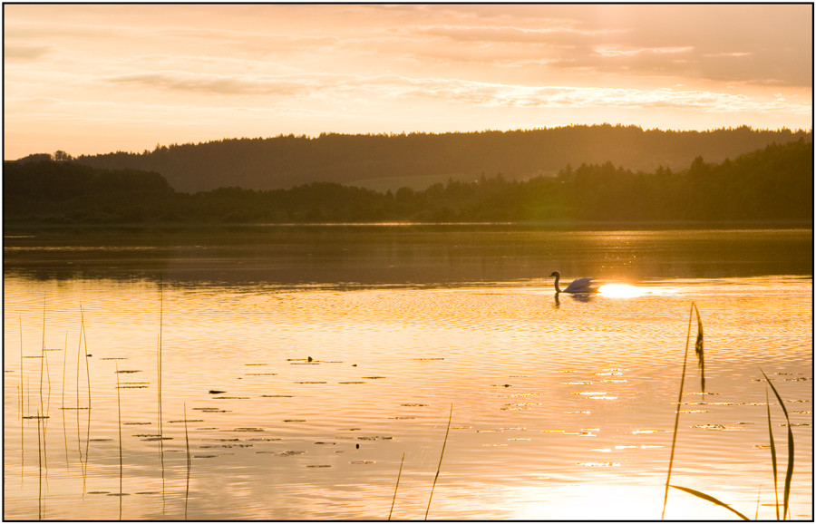 Oh du mein lieber Schwan