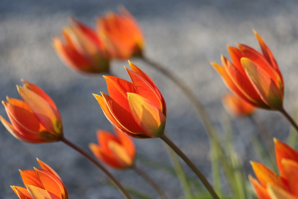 oh ...du schöne tulpenzeit