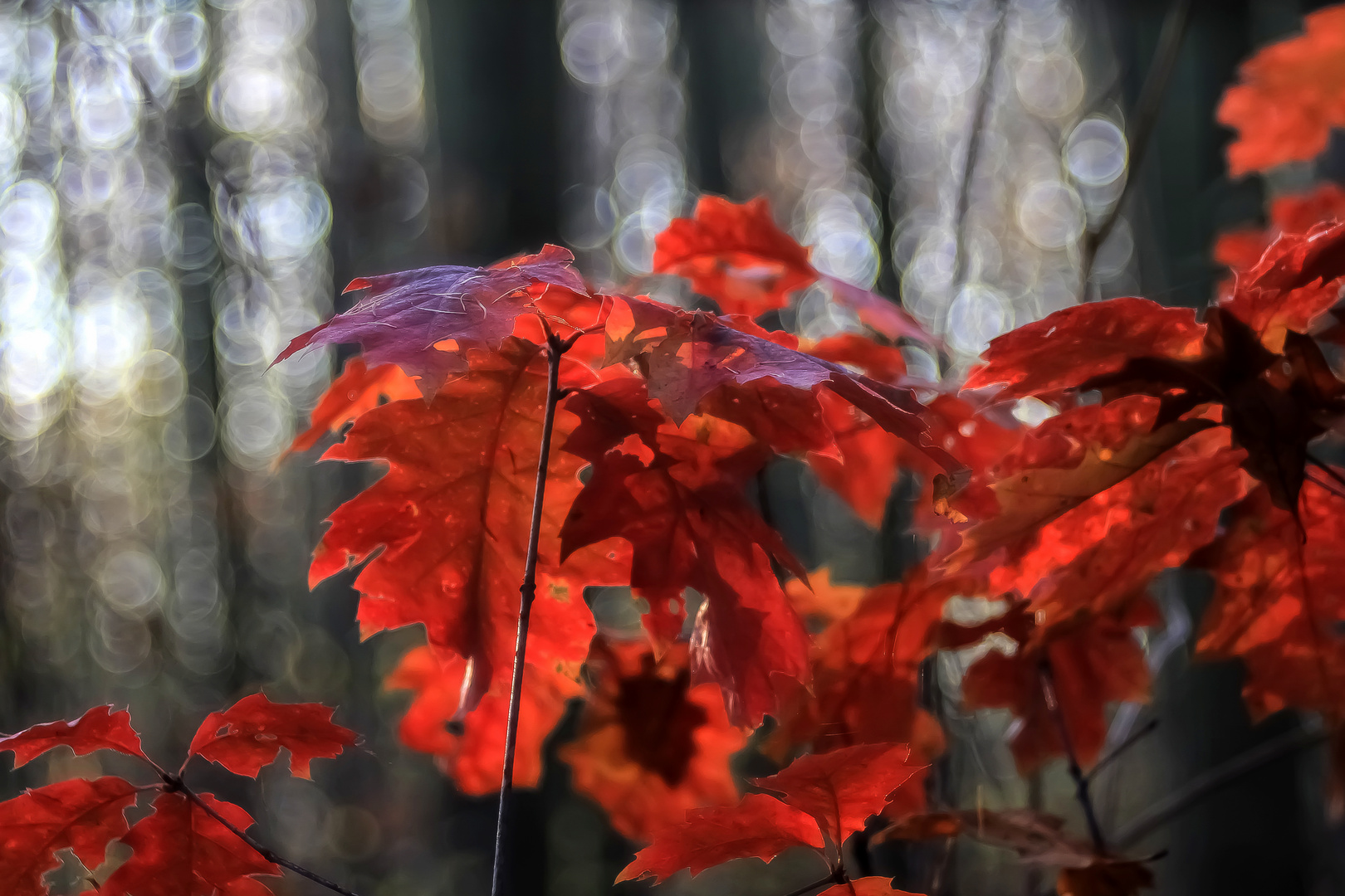 Oh du schöner Herbst.