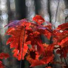 Oh du schöner Herbst.